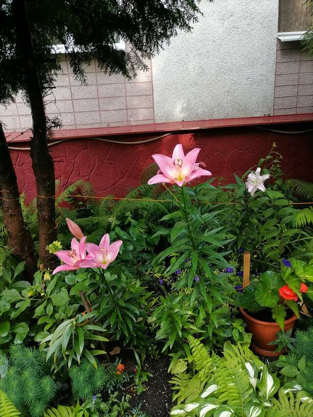 Гостиница Домик у причала Ломоносов-110