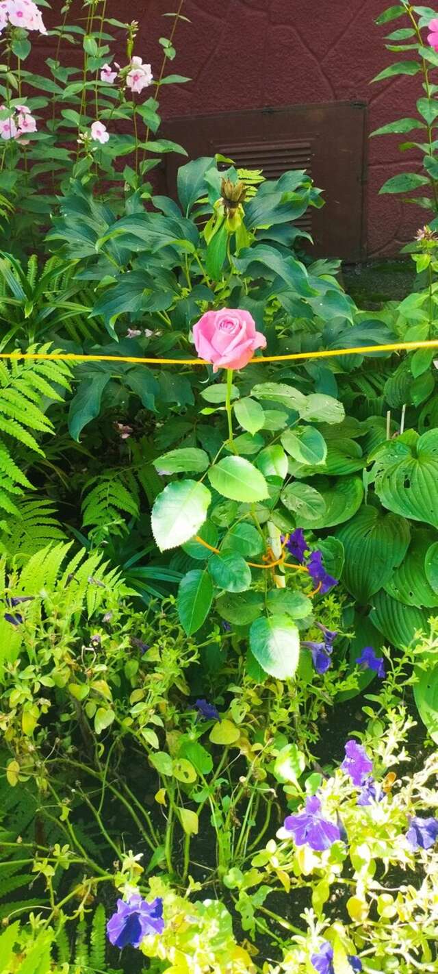 Гостиница Домик у причала Ломоносов-225